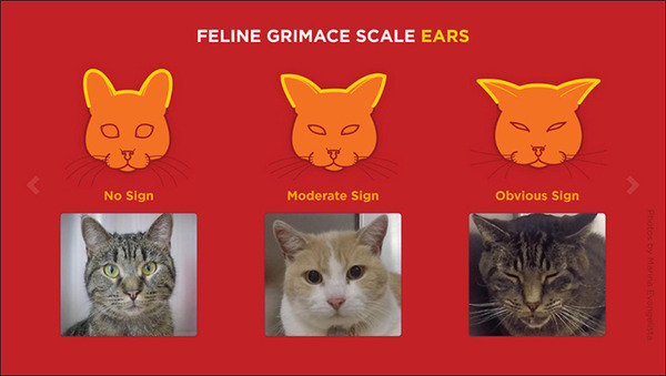 cat-grimace-ears-data