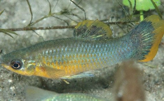 モテないオスの魚 モテるオスの魚と交尾することでメスとの交尾チャンスを増やす ゙゚ W゚ Hodaka0124のblog モテないオスの魚 モテるオスの魚と交尾することでメスとの交尾チャンスを増やす ゙゚ W゚ Hodaka0124のblog