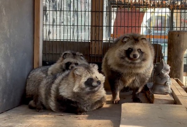 tanuki