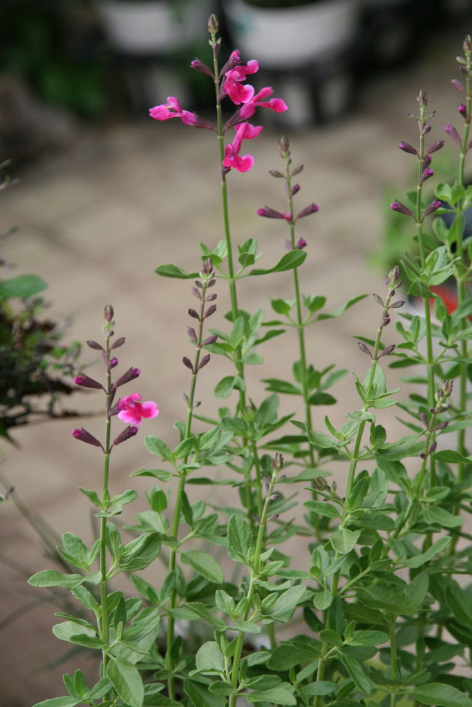 クランベリーと入荷の花たち プチ フルール Actis Flower Garden Green