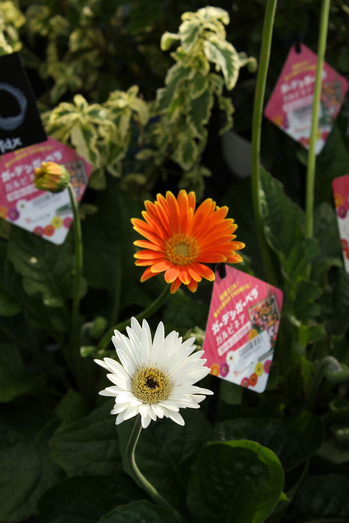とても丈夫で良く咲きます ガーデンガーベラ ガルビネア プチ フルール Actis Flower Garden Green とても丈夫で良く咲きます ガーデンガーベラ ガルビネア プチ フルール Actis Flower Garden Green