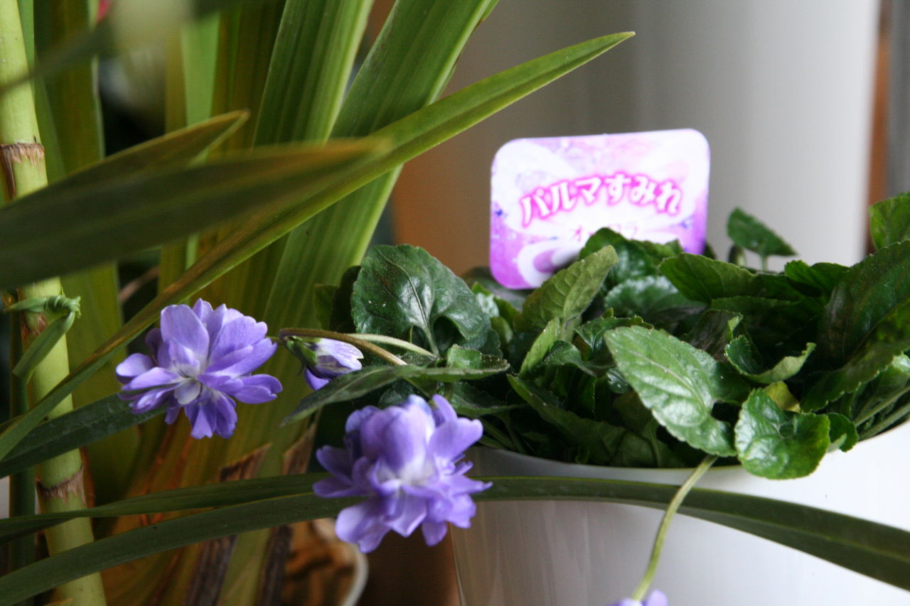 においすみれ パルマスミレ と春の花 プチ フルール Actis Flower Garden Green