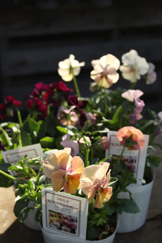 フラワーハーツ Rokaセレクション と入荷の花 プチ フルール Actis Flower Garden Green