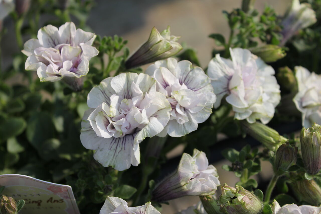 今年はどれにしようかな プチ フルール Actis Flower Garden Green