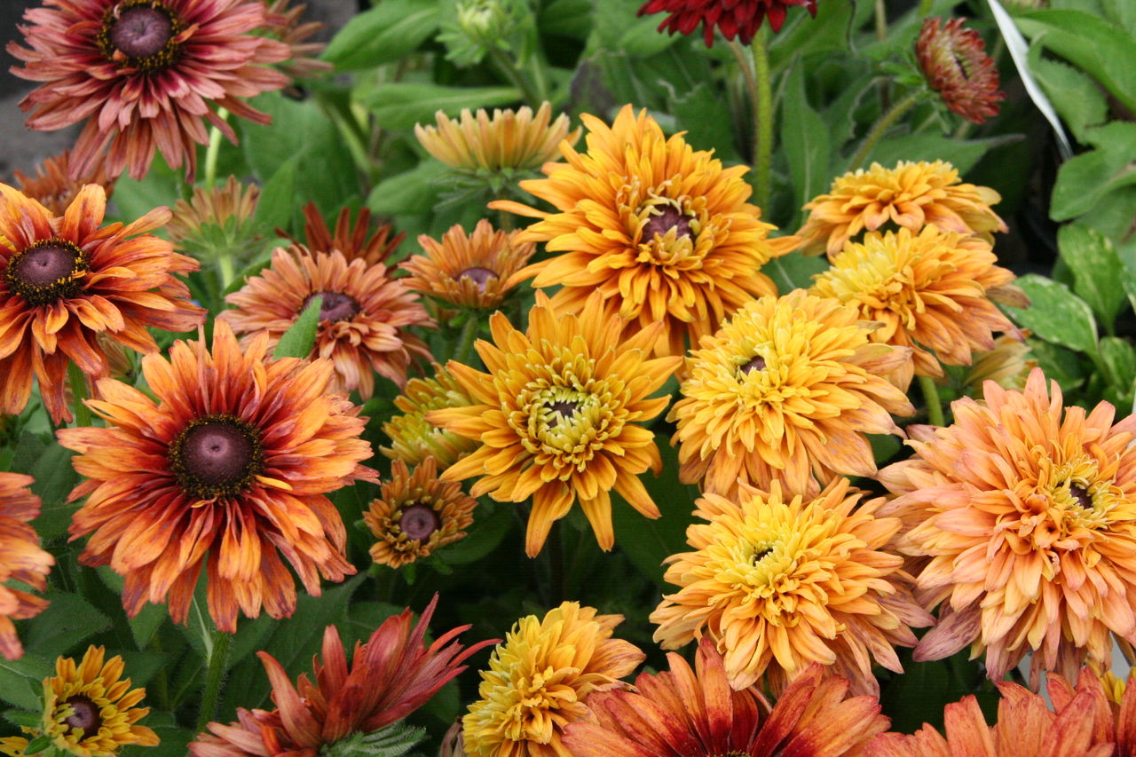 もふもふルドベキア プチ フルール Actis Flower Garden Green もふもふルドベキア プチ フルール Actis Flower Garden Green