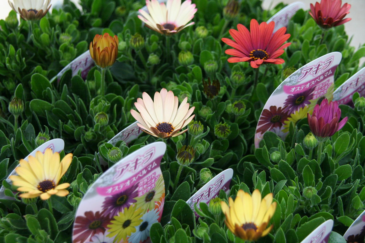 オステオスペルマム アキラ と春の花 プチ フルール Actis Flower Garden Green