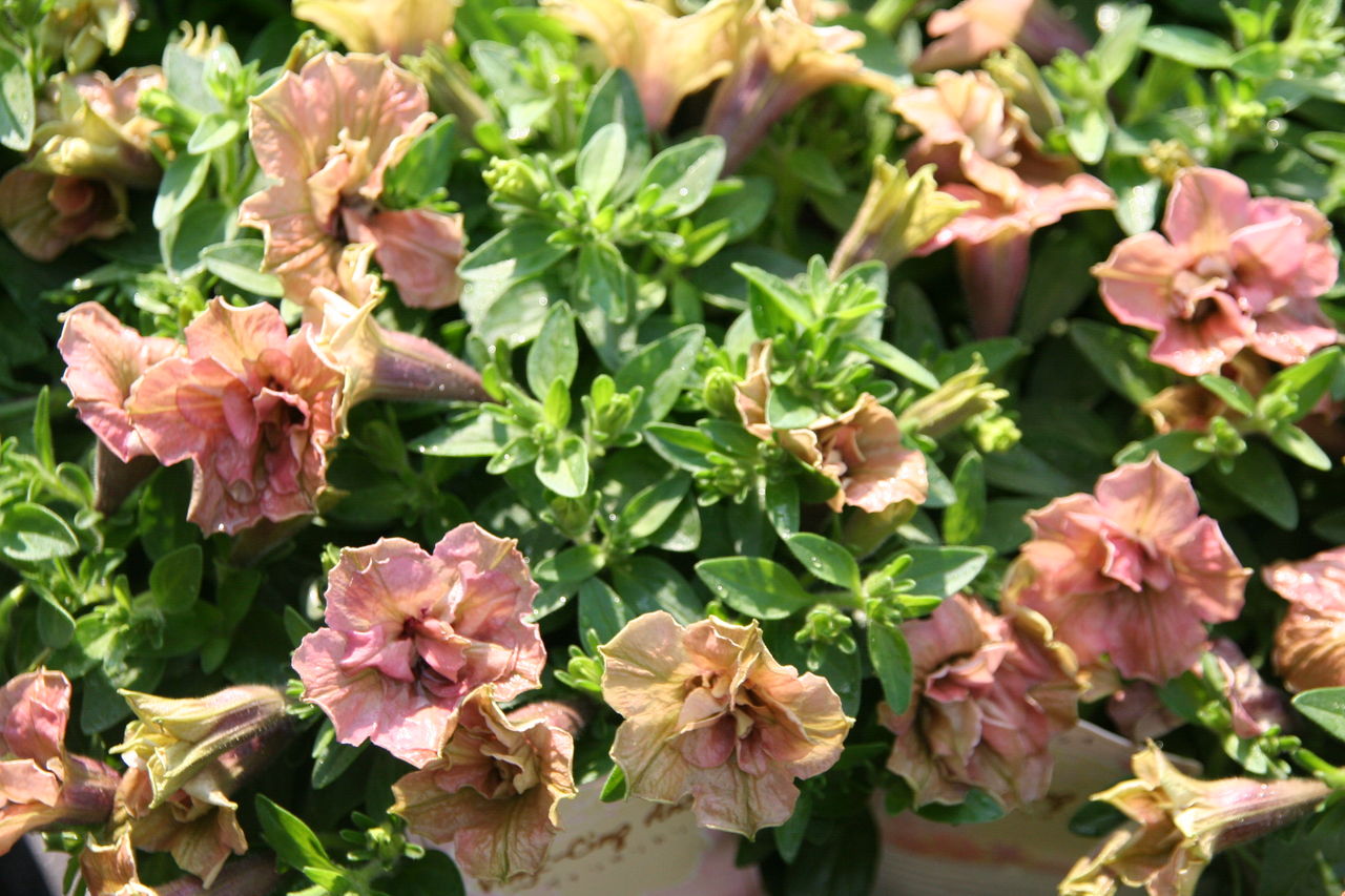 ムスクマロウ アップルブロッサム プチ フルール Actis Flower Garden Green ムスクマロウ アップルブロッサム プチ フルール Actis Flower Garden Green