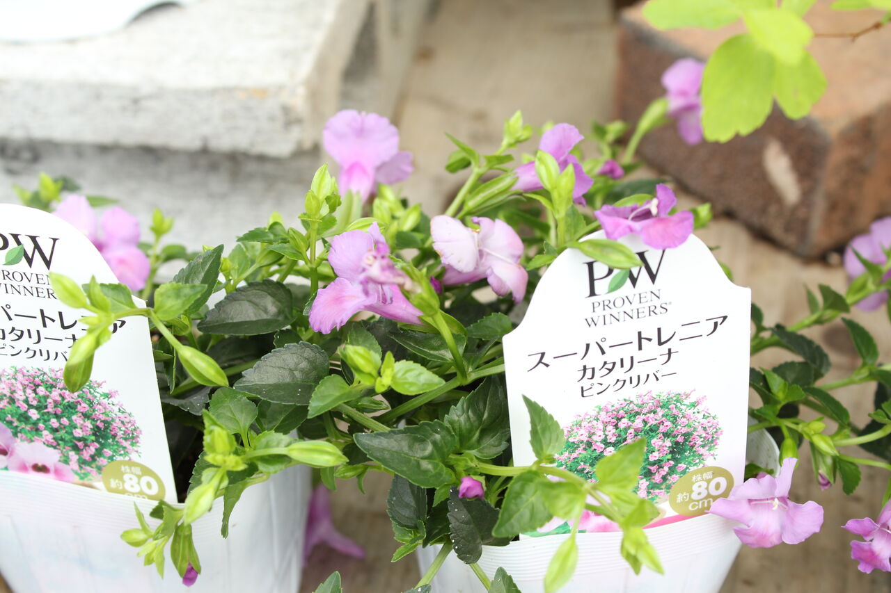 大 きく育ちます スーパートレニア カタリーナ プチ フルール Actis Flower Garden Green 大 きく育ちます スーパートレニア カタリーナ プチ フルール Actis Flower Garden Green