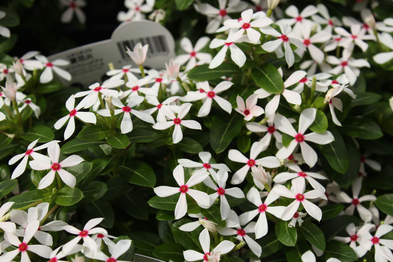 夏の小花を使って プチ フルール Actis Flower Garden Green