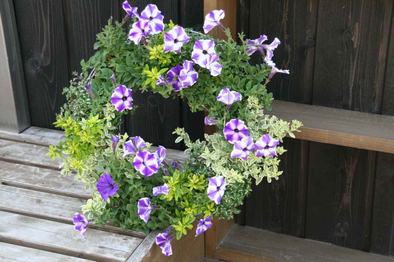 ペチュニアのリース プチ フルール Actis Flower Garden Green