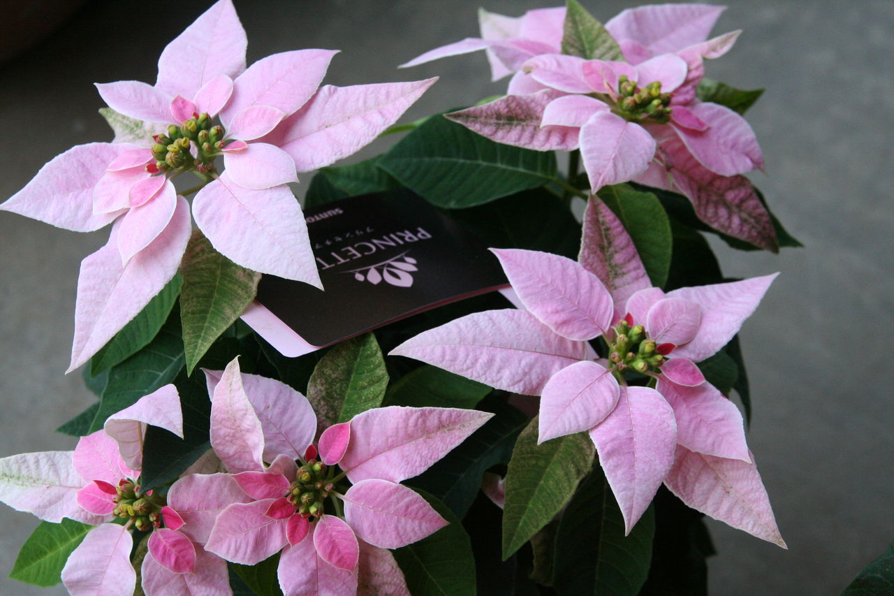 ポインセチア と プリンセチア プチ フルール Actis Flower Garden Green