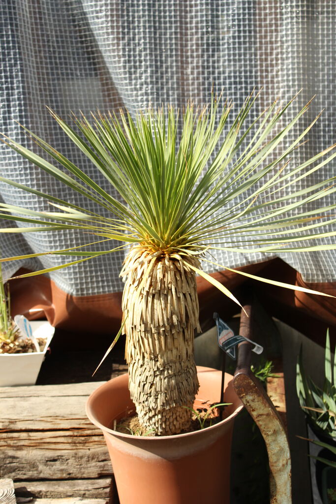 AL1070】ユッカ LA ALBERO Ver.リギダ ユッカ「リキダ」と耐寒性ユッカ