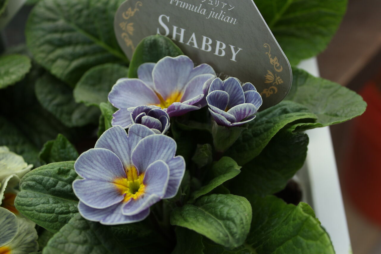 アンティークプリムラジュリアン シャビー プチ フルール Actis Flower Garden Green