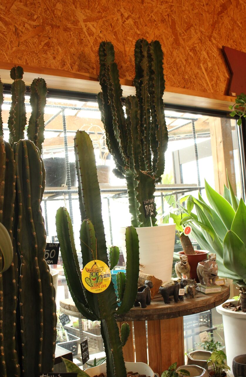 柱サボテン入荷しています プチ フルール Actis Flower Garden Green