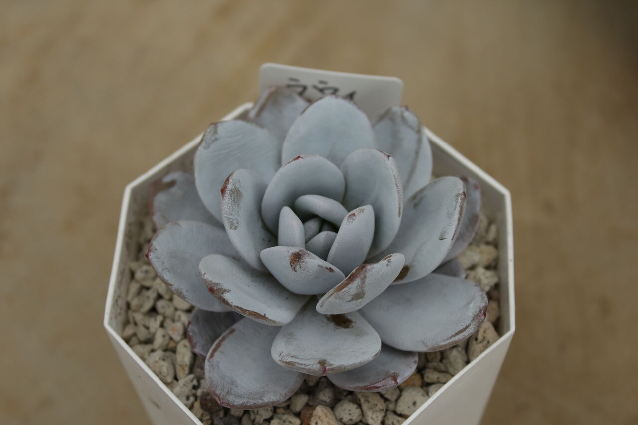 多肉植物到着しました♪ : ACTIS FLOWER＆GARDEN GREEN プチ*フルール