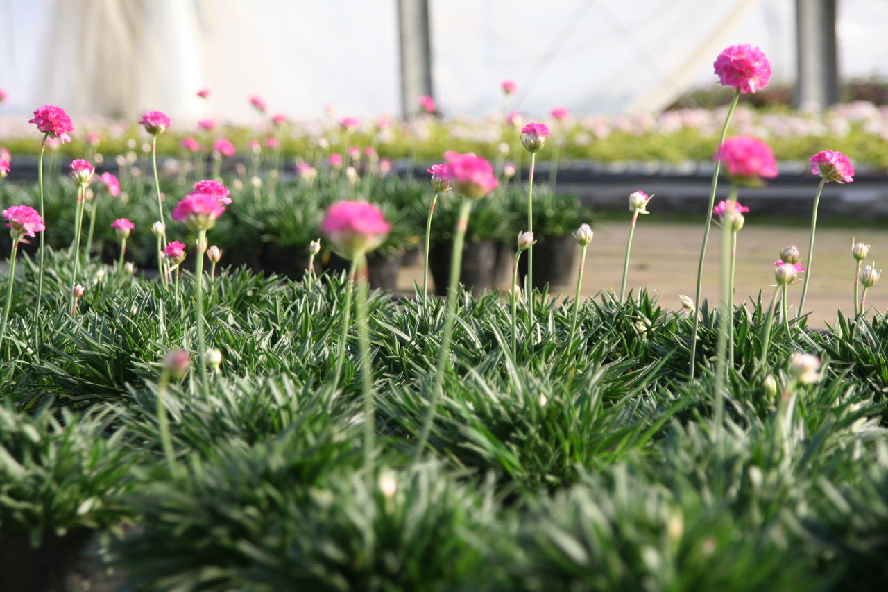 埼玉の生産者さんのもとへ その３ プチ フルール Actis Flower Garden Green