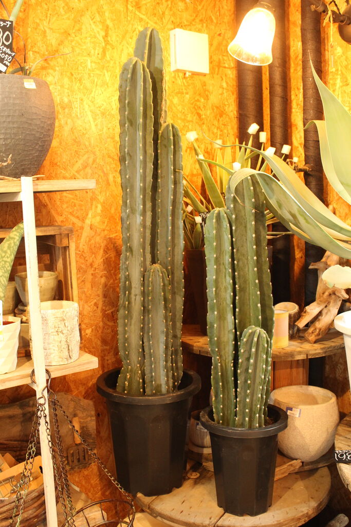 柱サボテン入荷しています プチ フルール Actis Flower Garden Green