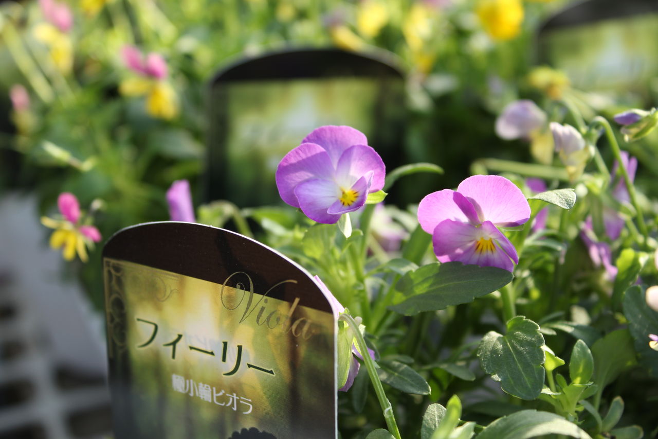 極小輪ビオラ フィーリー とビオラ カシスキュート プチ フルール Actis Flower Garden Green