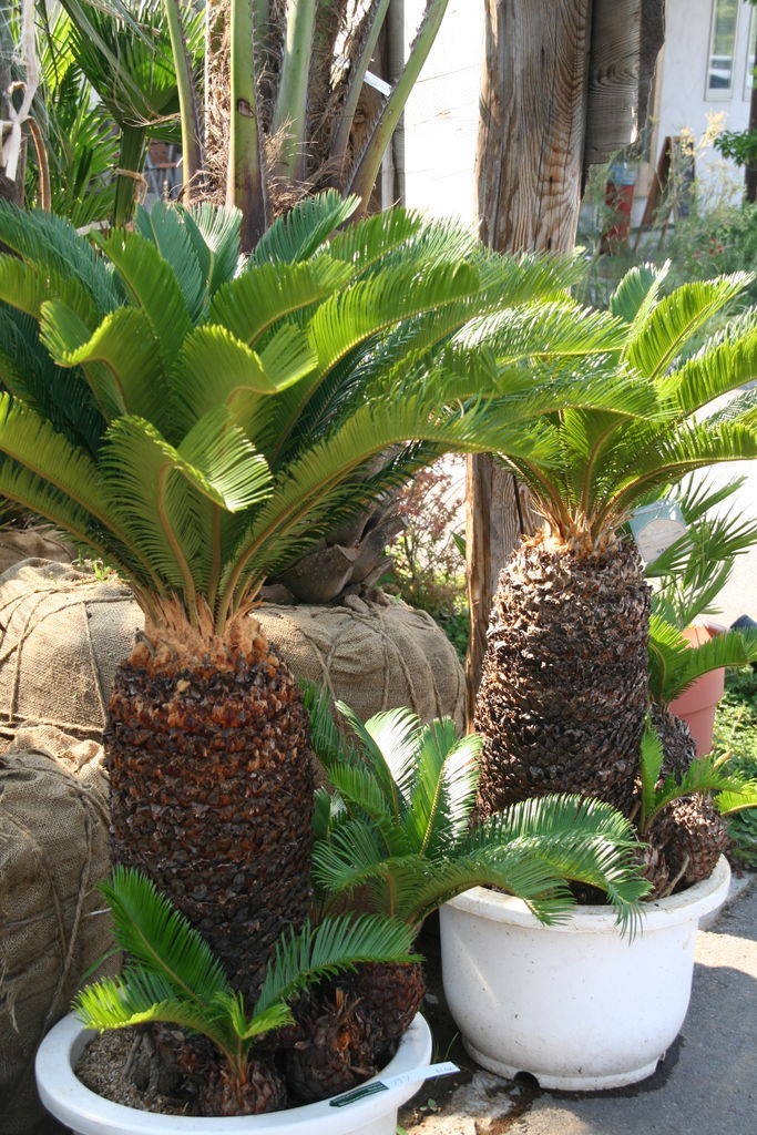 カッコいいソテツたち。暑い夏にぴったりです♪ : ACTIS