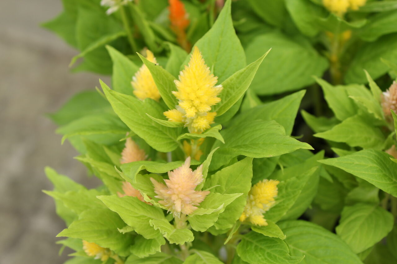 セロシア きもの カルーナ ガーデンガールズ プチ フルール Actis Flower Garden Green