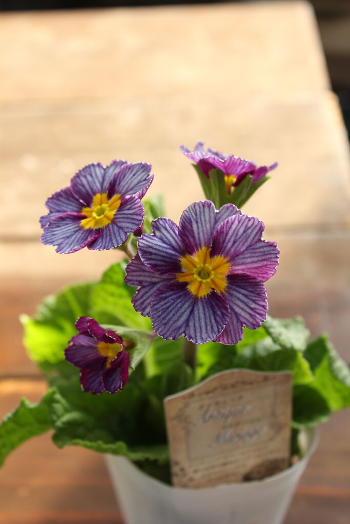 松原園芸プレミアムプリムラ「アンティークマリアージュ」 : ACTIS