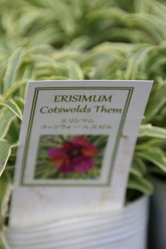 ゲウム マイタイ と宿根草到着 プチ フルール Actis Flower Garden Green