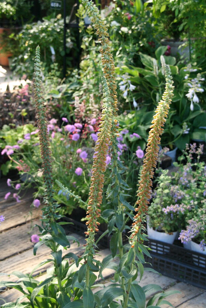 ガーデンでいい味だしますよ 背高宿根草たち Actis Flower Garden Green プチ フルール