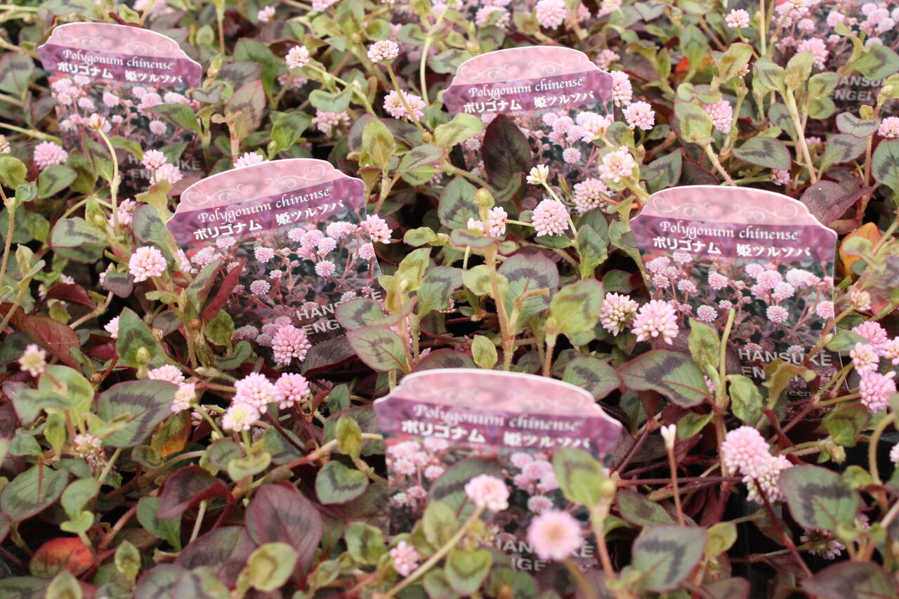 グランドカバーにおススメの花たち プチ フルール Actis Flower Garden Green