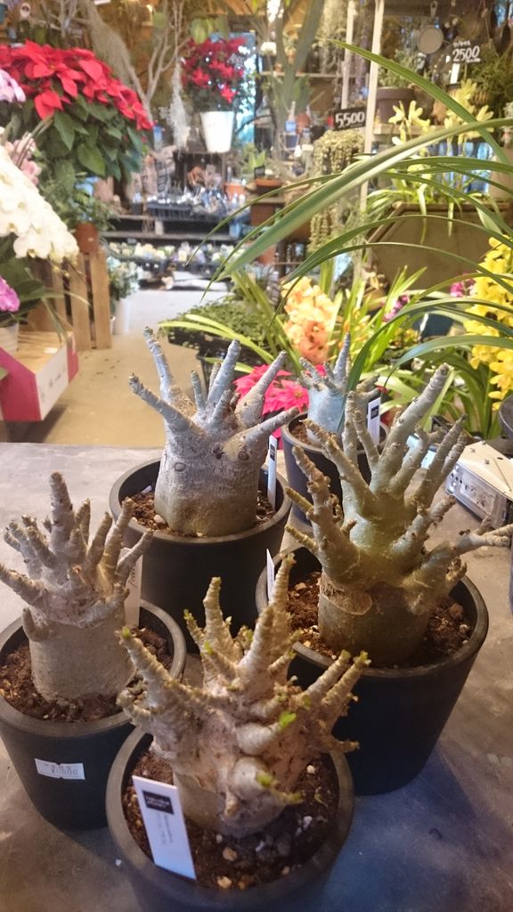 アデニウムアラビカム スーパードワーフ 入荷です プチ フルール Actis Flower Garden Green アデニウムアラビカム スーパードワーフ 入荷です プチ フルール Actis Flower Garden Green