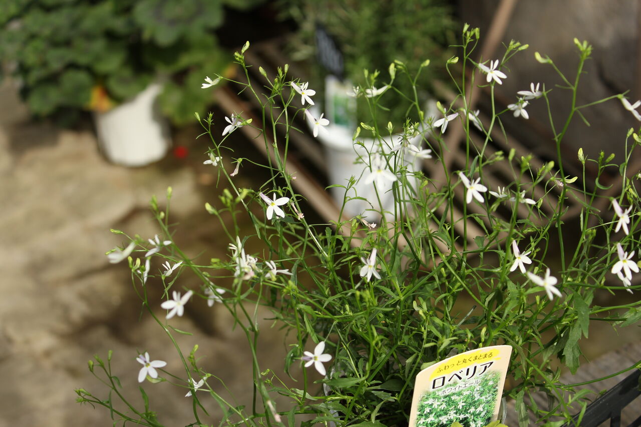 ロベリア ホワイトエール と夏の花 プチ フルール Actis Flower Garden Green ロベリア ホワイトエール と夏の花 プチ フルール Actis Flower Garden Green