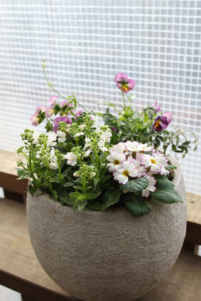 春の寄せ植え楽しみましょう プチ フルール Actis Flower Garden Green