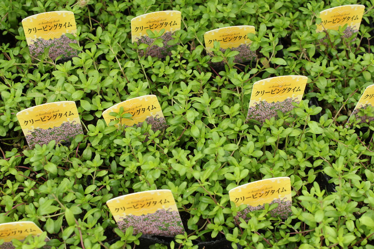 グランドカバーに プチ フルール Actis Flower Garden Green