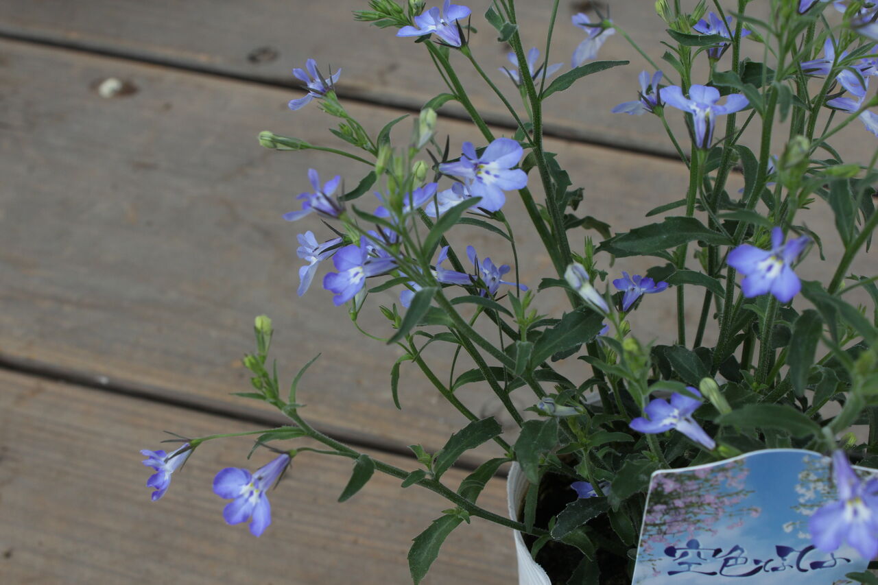 プチ* フルール ACTIS FLOWER&GARDEN GREEN:ロベリア「空色てふてふ」入荷しました♪