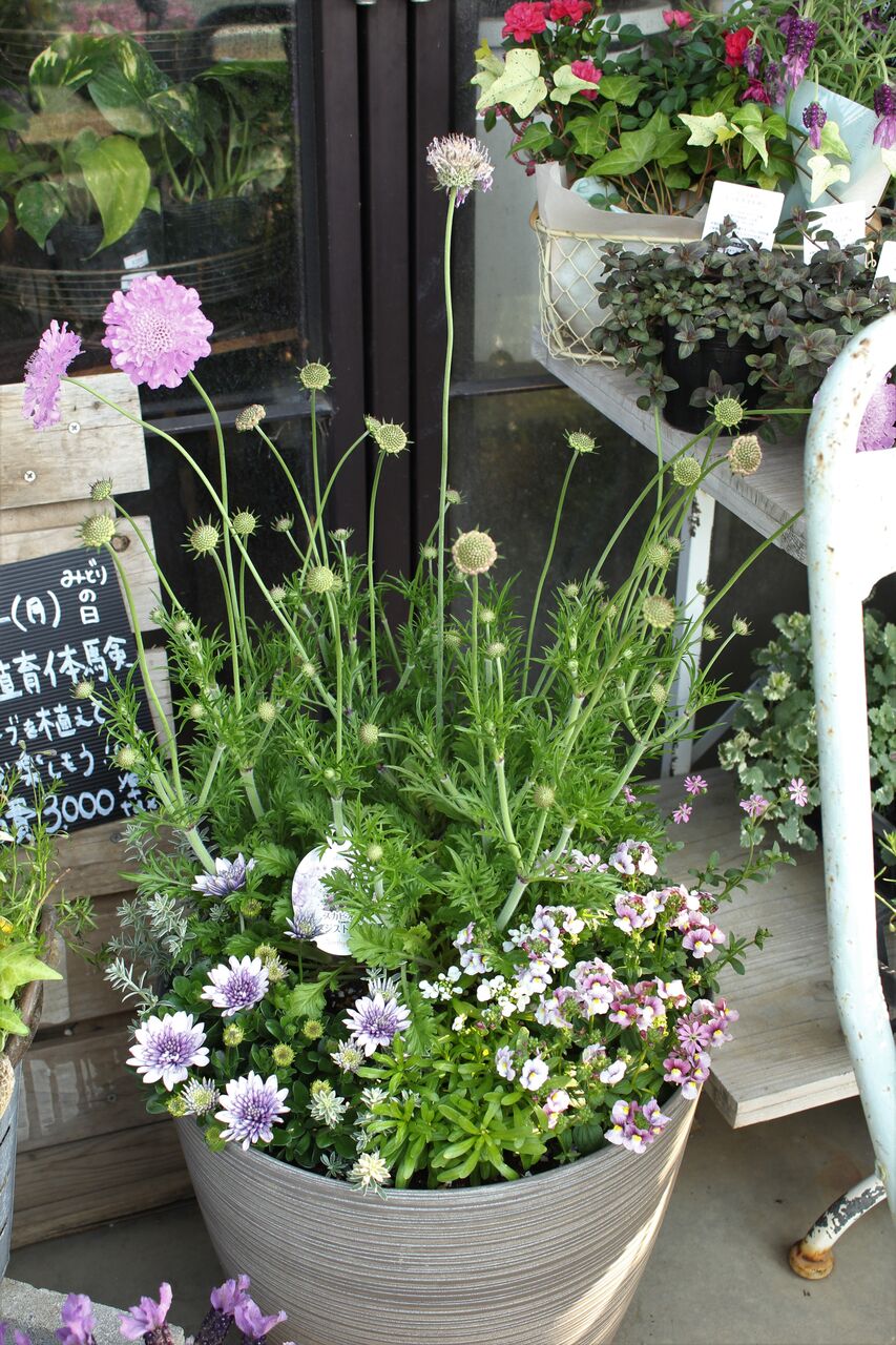 秋風に揺れる❤︎レプトスペルマムのリーフでまとめた寄せ植え 秋風に