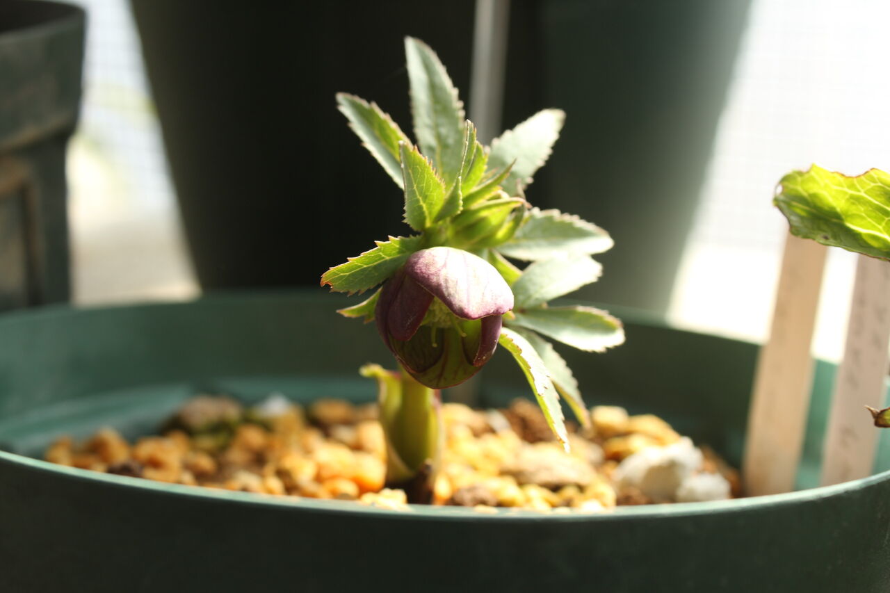 原種クリスマスローズ ハイブリッド種 プチ フルール Actis Flower Garden Green