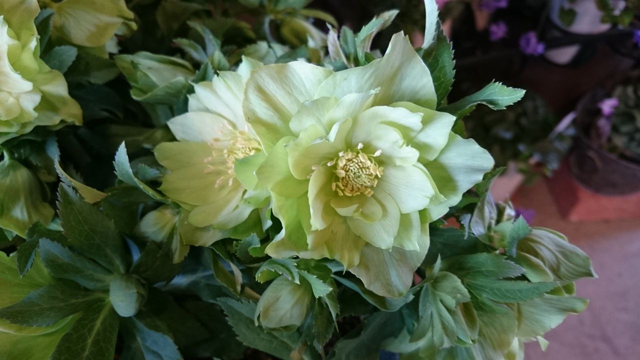 クリスマスローズ ダブルクイーン シリーズ プチ フルール Actis Flower Garden Green クリスマスローズ ダブルクイーン シリーズ プチ フルール Actis Flower Garden Green