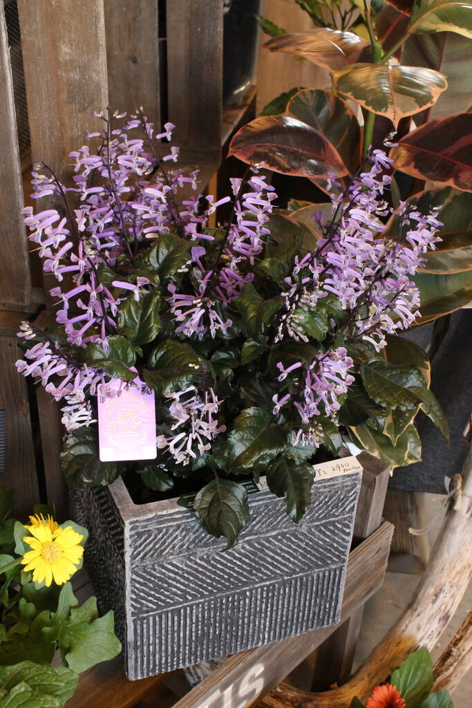 プレクトランサス モナラベンダー プチ フルール Actis Flower Garden Green