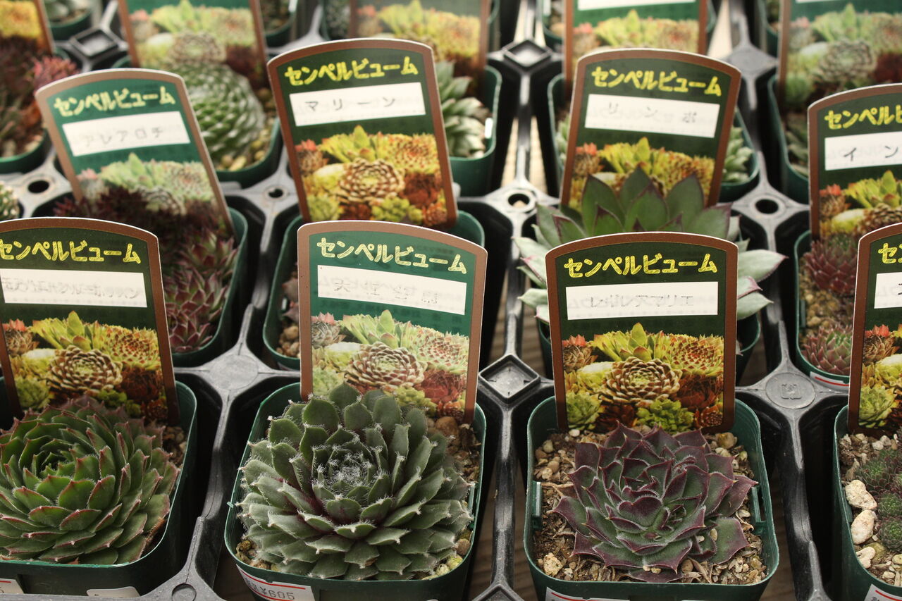 寒さに強い多肉植物 Actis Flower Garden Green プチ フルール 寒さに強い多肉植物 Actis Flower Garden Green プチ フルール