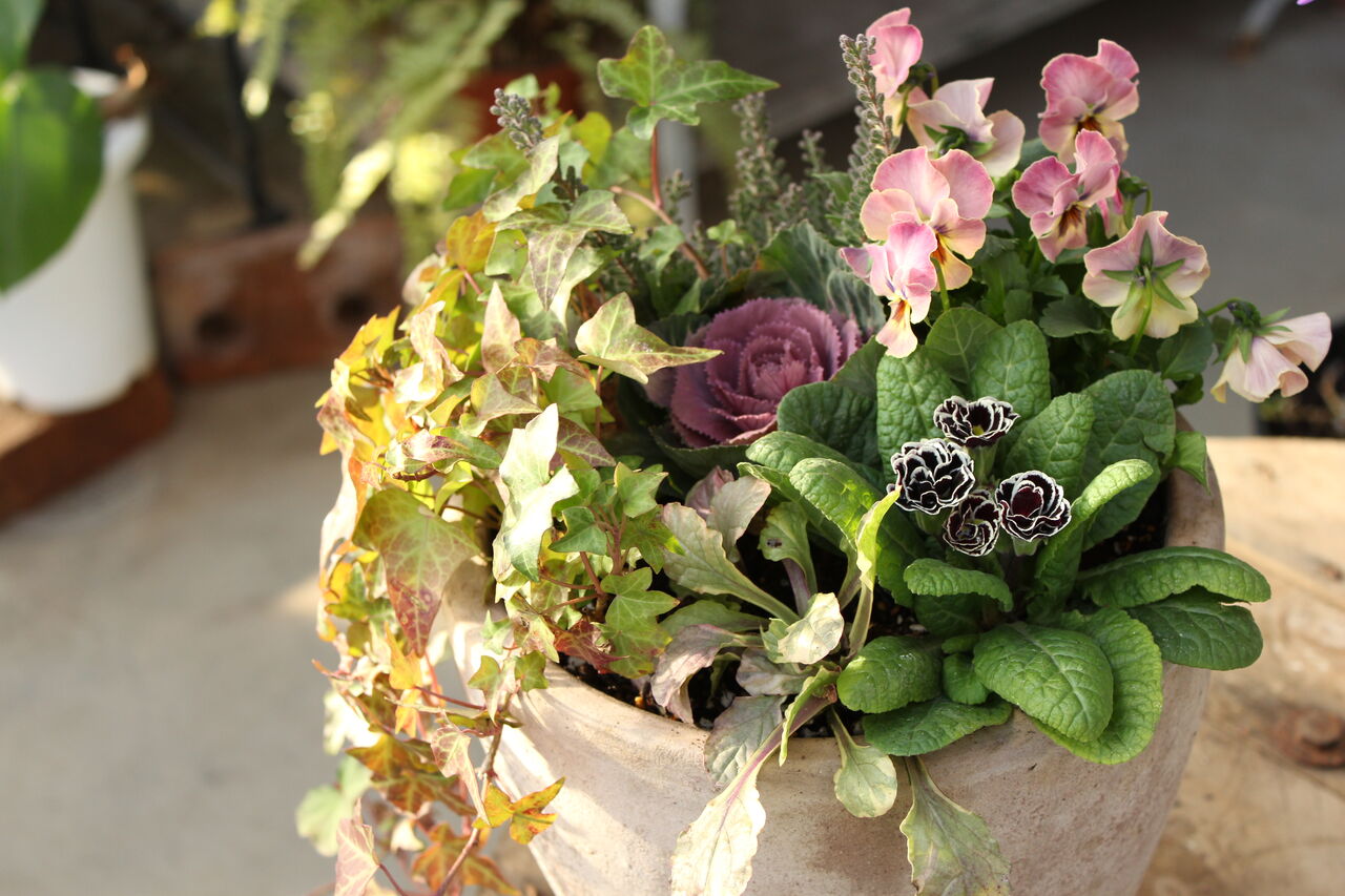 ビオラが主役の寄せ植えをどうぞ プチ フルール Actis Flower Garden Green ビオラが主役の寄せ植えをどうぞ プチ フルール Actis Flower Garden Green