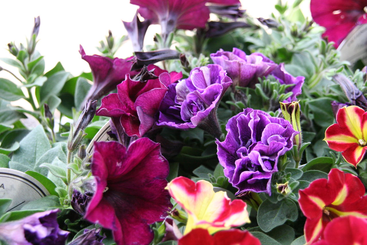 アンティークカラー続々 新入荷の花たち プチ フルール Actis Flower Garden Green アンティークカラー続々 新入荷の花たち プチ フルール Actis Flower Garden Green