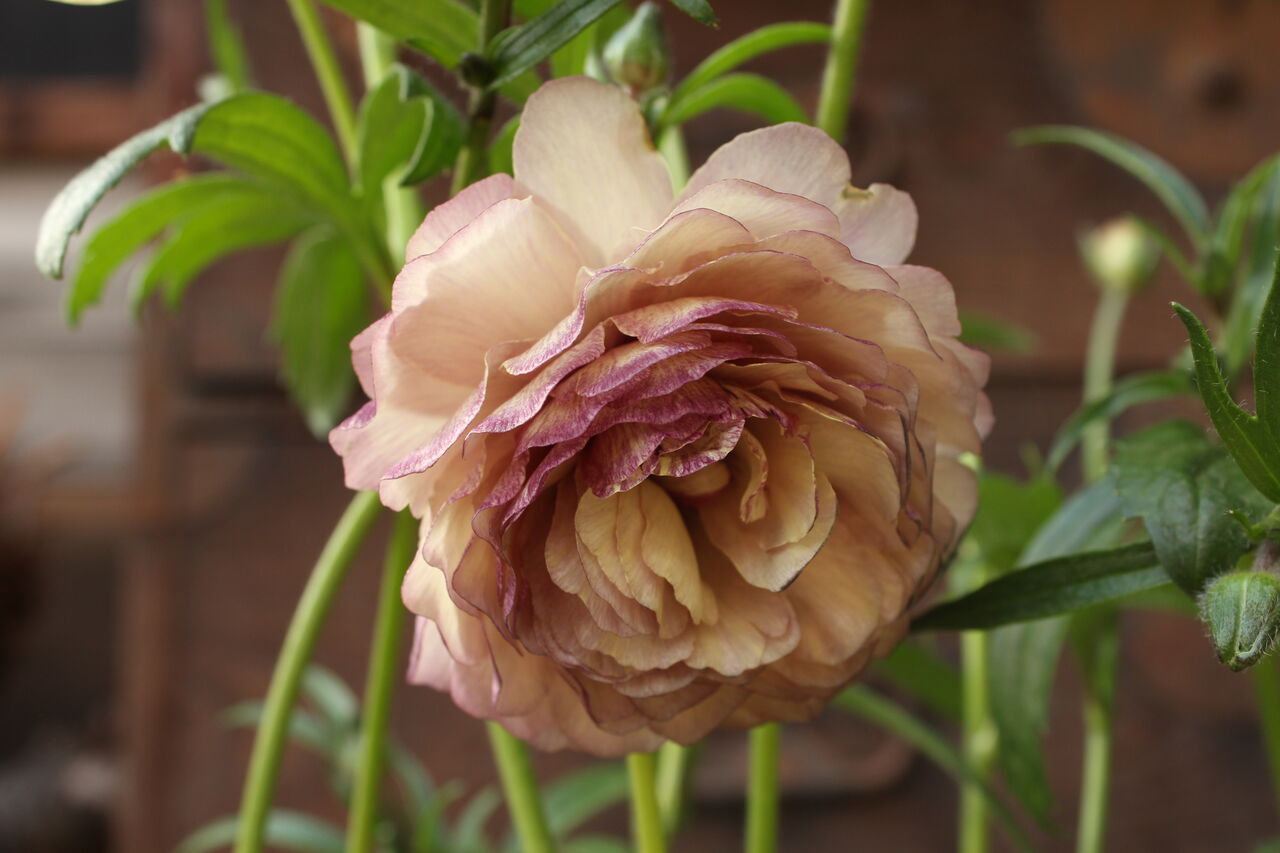 ラナンキュラス「ラックス」入荷です♪ : ACTIS FLOWER&GARDEN ラナンキュラス「ラックス」入荷です♪ : ACTIS FLOWER&GARDEN