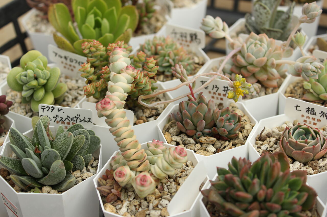 多肉植物到着しました♪ : ACTIS FLOWER＆GARDEN GREEN プチ*フルール