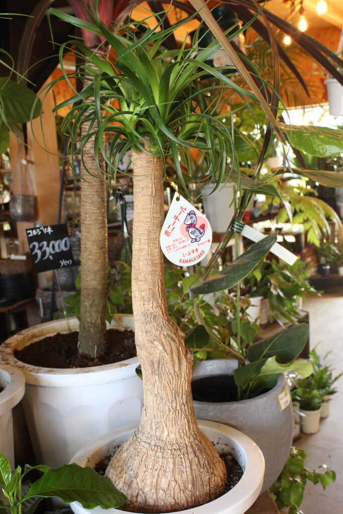 観葉植物がいっぱいです プチ フルール Actis Flower Garden Green