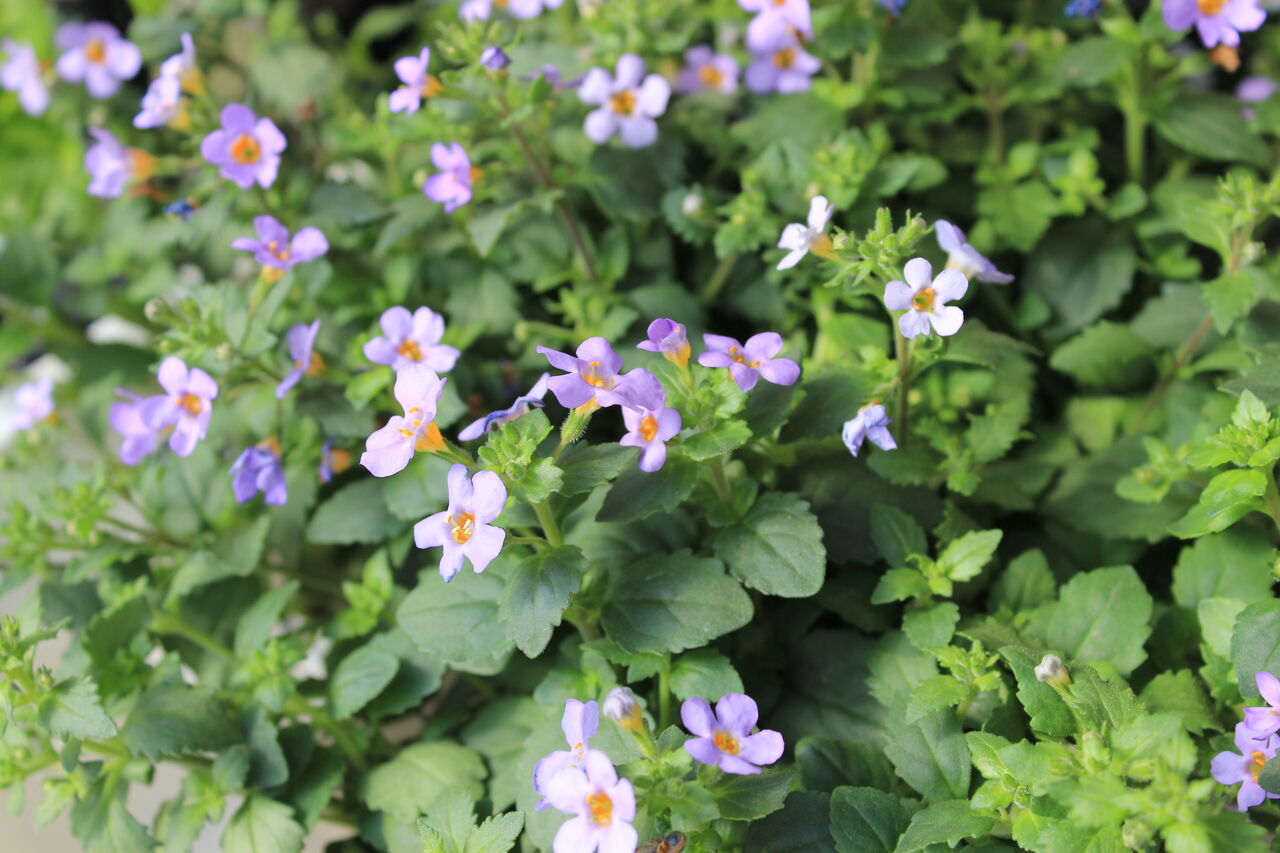 ラベンダー パンデラ と寄せ植えにおススメの花 プチ フルール Actis Flower Garden Green