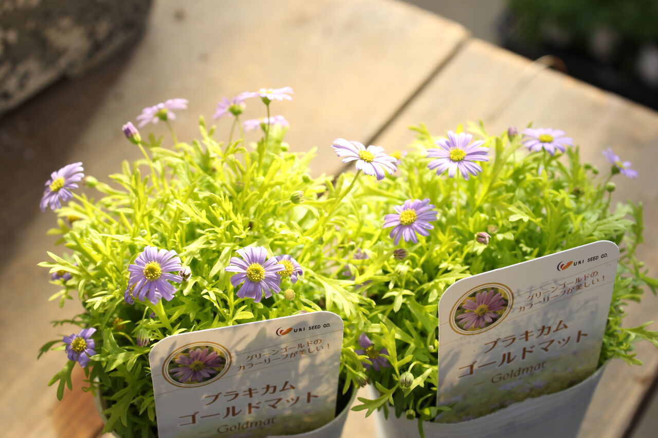 ブラキカム「ゴールドマット」と春の花たくさん♪ : ACTIS ブラキカム「ゴールドマット」と春の花たくさん♪ : ACTIS