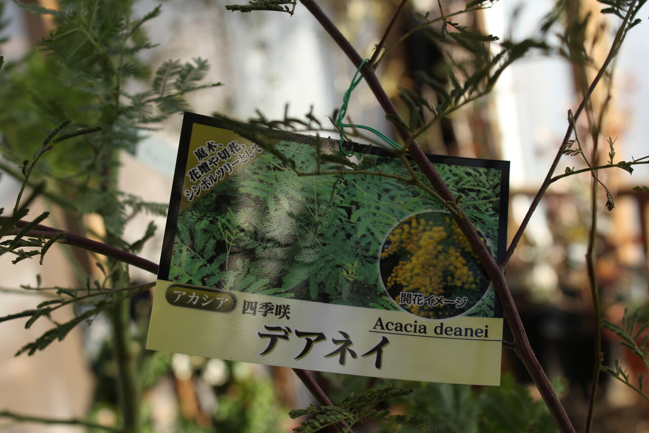 ミモザ祭りしています プチ フルール Actis Flower Garden Green