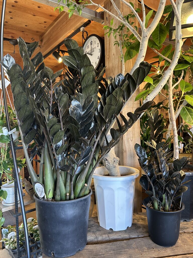 ザミオクルカス 大型 特大ザミオクルカスと存在感抜群の観葉植物たち : ACTIS