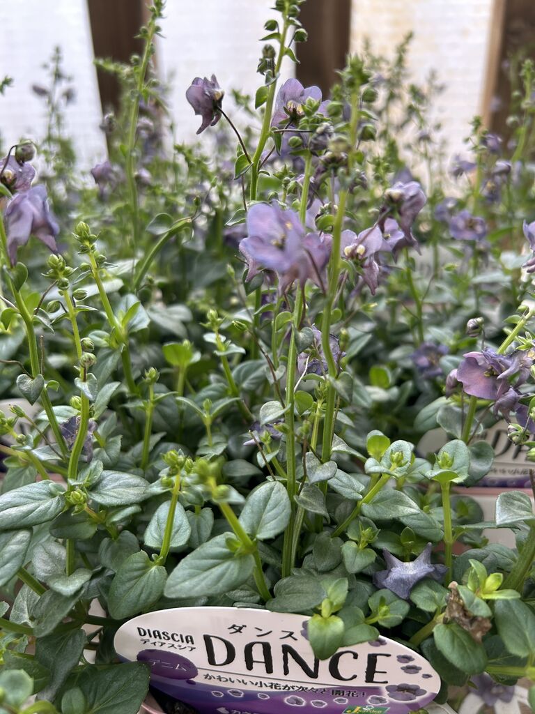 ディアスシア「ダンスデニム」と入荷の花たち : ACTIS FLOWER＆GARDEN