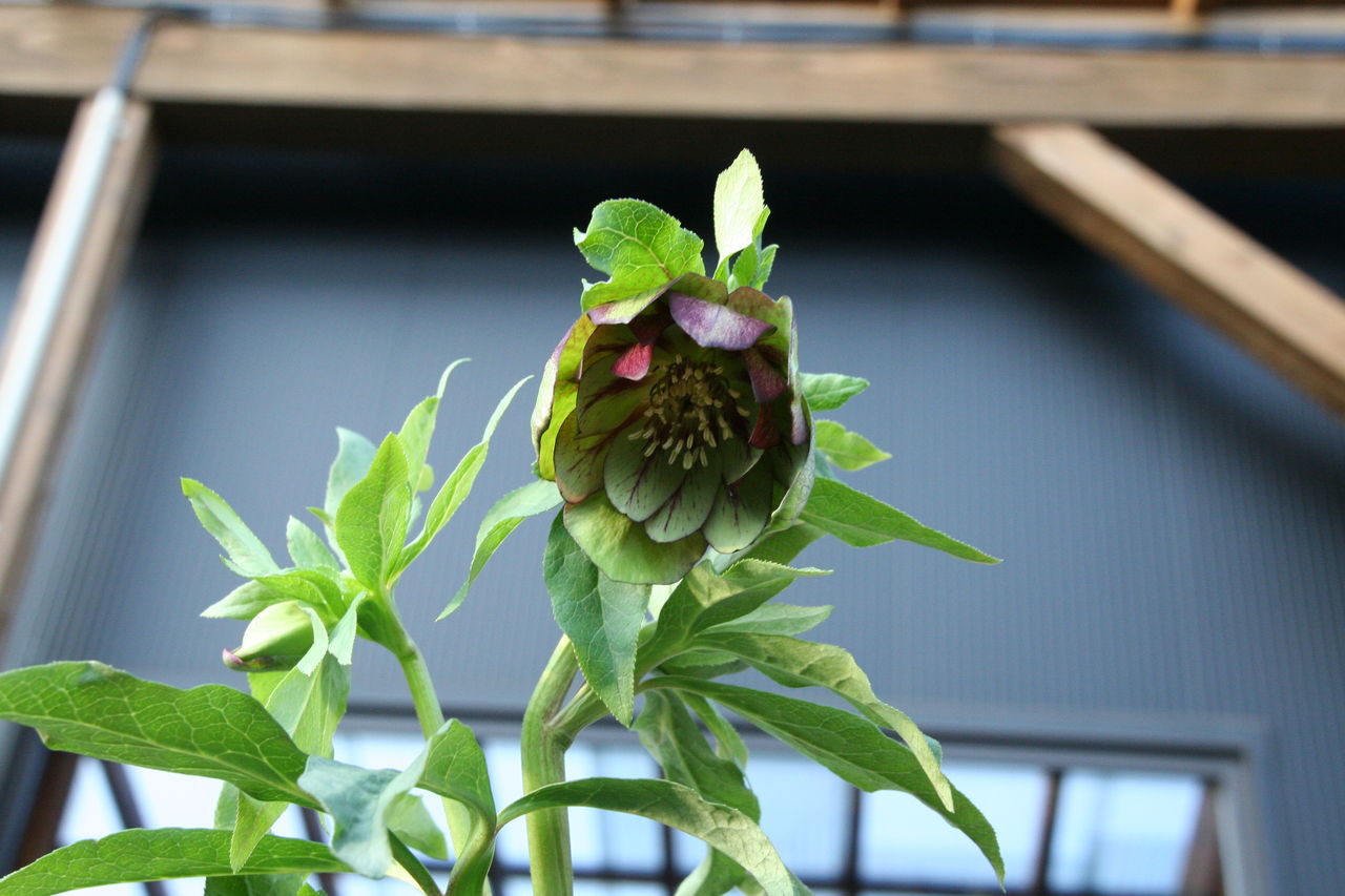 クリスマスローズ ダブルクイーン シリーズ プチ フルール Actis Flower Garden Green クリスマスローズ ダブルクイーン シリーズ プチ フルール Actis Flower Garden Green