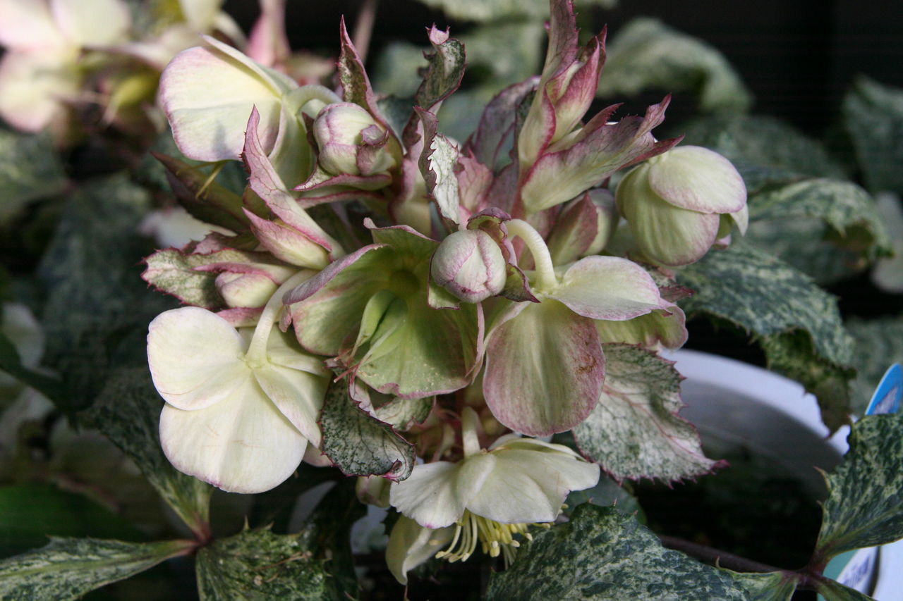 クリスマスローズ色々到着 プチ フルール Actis Flower Garden Green